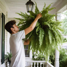 Load image into Gallery viewer, UV Resistant Lifelike Artificial Boston Fern For Outdoors