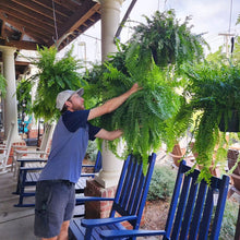 Load image into Gallery viewer, UV Resistant Lifelike Artificial Boston Fern For Outdoors