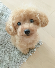 Load image into Gallery viewer, Realistic Teddy Dog Lucky