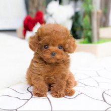 Load image into Gallery viewer, Realistic Teddy Dog Lucky