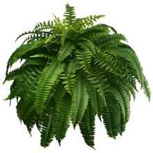Load image into Gallery viewer, UV Resistant Lifelike Artificial Boston Fern For Outdoors