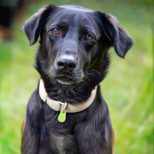 Load image into Gallery viewer, Pets Smart Waterproof GPS Tracker
